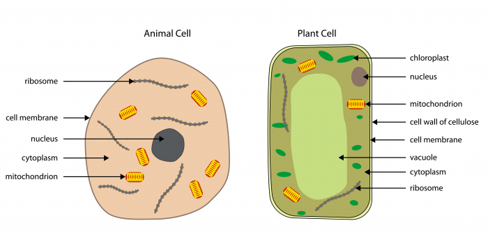 understand-the-structure-of-cells-worksheet-edplace